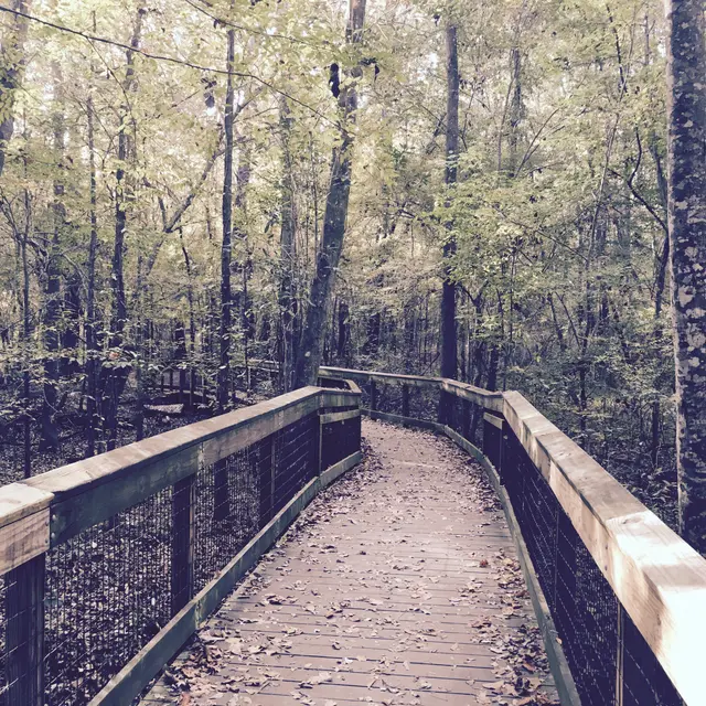 A wooden boardwalk trail winds through a sunlit forest, autumn leaves scattered across the planks.