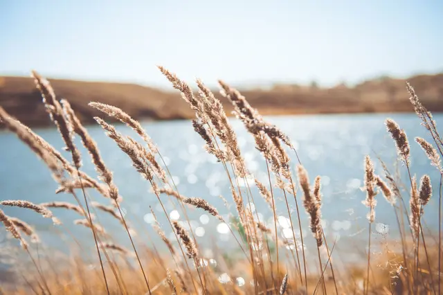 Tall golden grass backlit by the sun, with a sparkling lake and sandy far shore behind it.