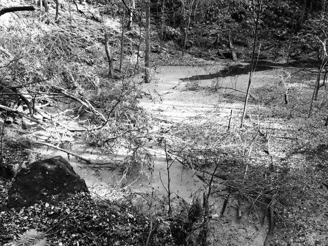 Black and white photo of a muddy, fallen-branch-strewn creek bed at the bottom of a wooded ravine.
