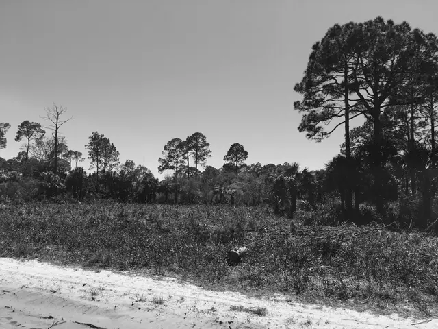 Black and white photo of a sandy trail through scrubby Florida pine flatwoods.