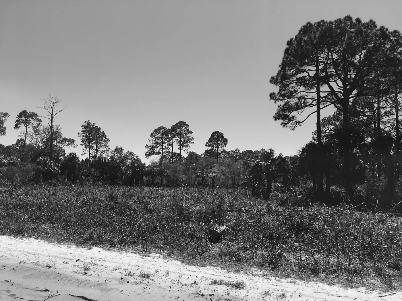 Black and white photo of a sandy trail through scrubby Florida pine flatwoods.