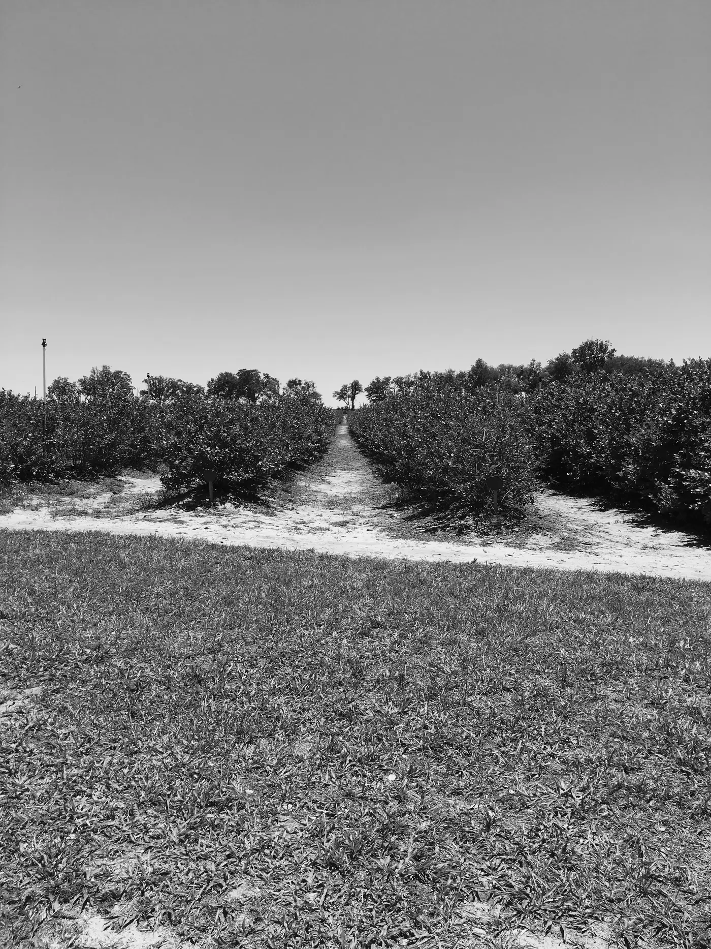Black and white photo of a sandy path cutting between rows of citrus trees toward a distant tree line.
