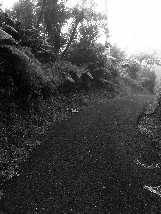Black and white photo of a foggy tropical road lined with large ferns and palm fronds.