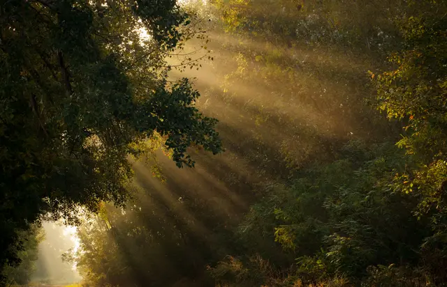 Warm golden sunlight breaking through a misty forest canopy, rays falling in bands between dark branches and undergrowth.