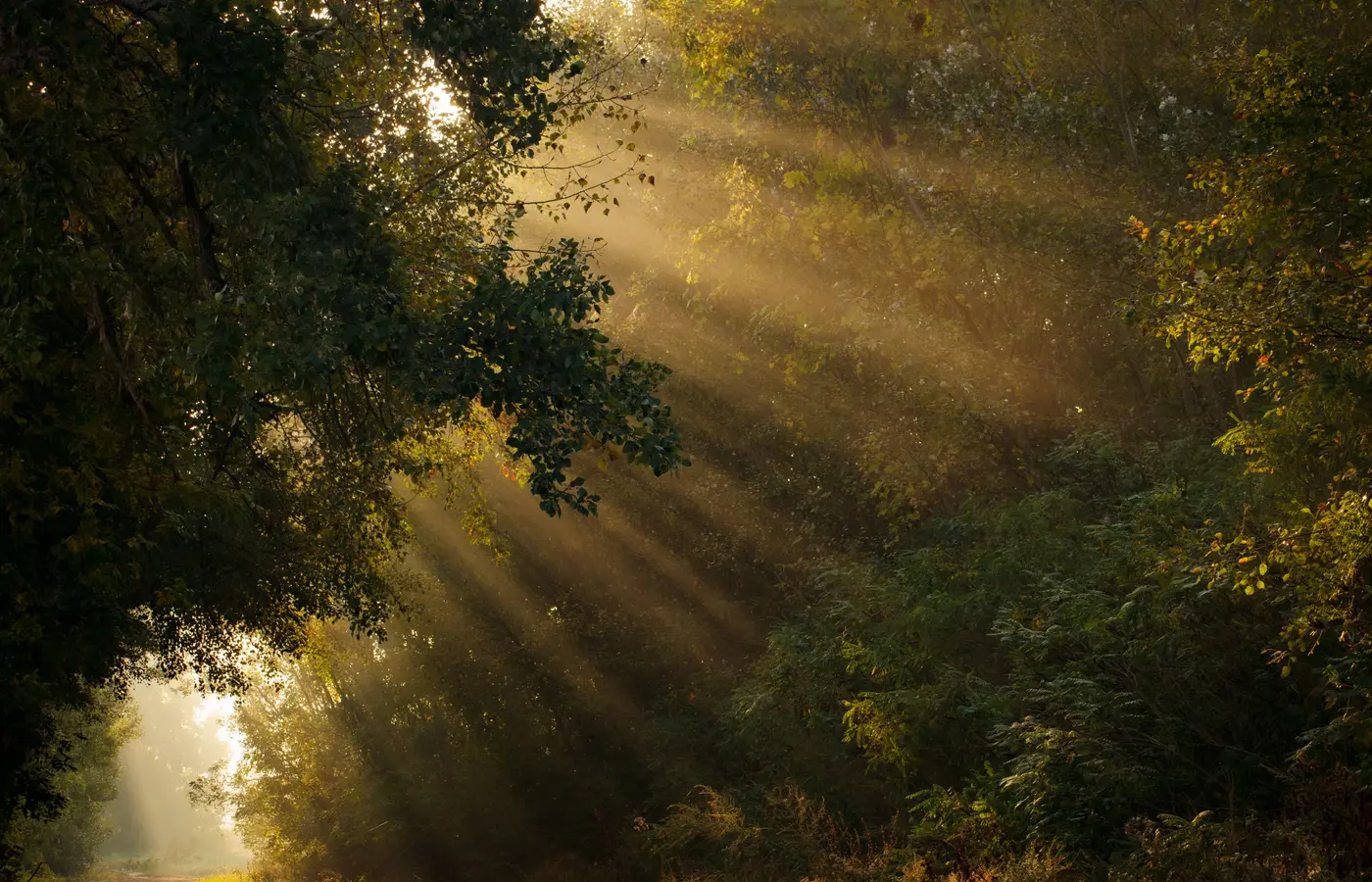 Warm golden sunlight breaking through a misty forest canopy, rays falling in bands between dark branches and undergrowth.