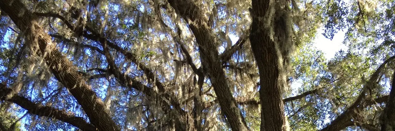 Looking up into a live oak canopy draped in Spanish moss, sunlight breaking through the branches.