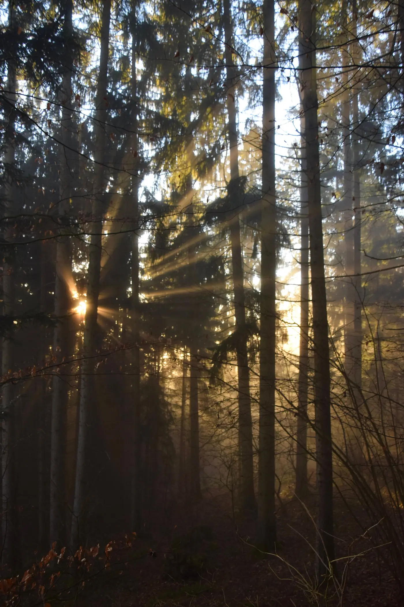 Sunbeams piercing through a misty forest of tall trees.