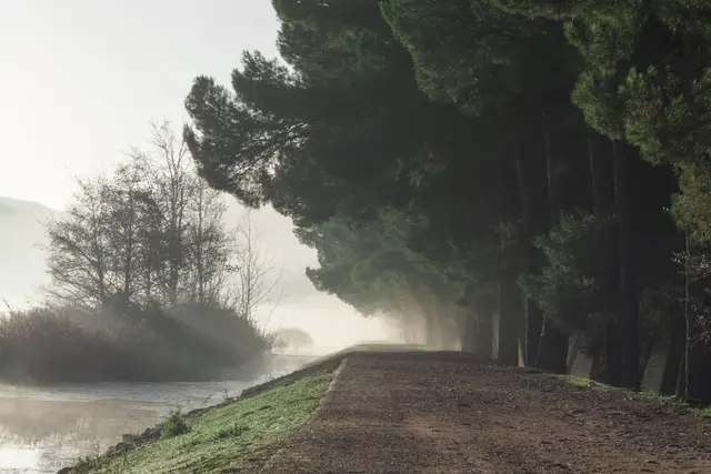 A quiet misty dirt path along a river, lined with tall trees in soft morning light.