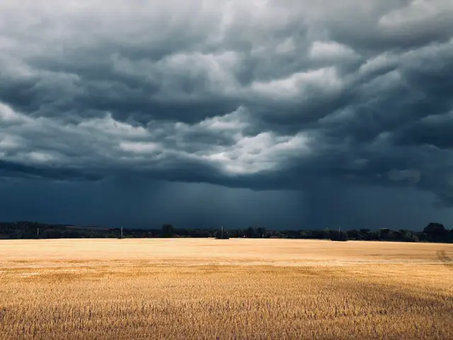 Dark storm clouds gathering over a golden wheat field.