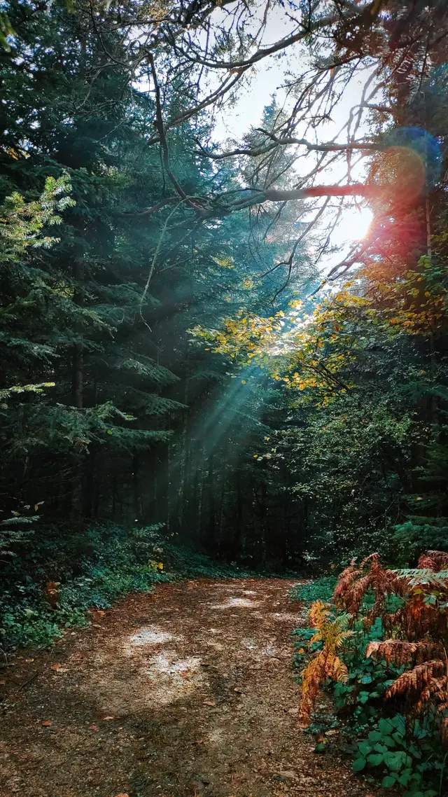 A narrow dirt trail cutting through a dense evergreen forest, a shaft of sunlight breaking through the branches overhead, ferns lining the path's edge.