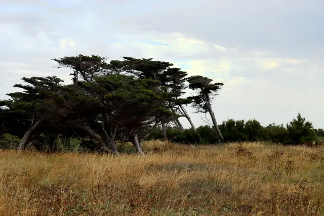 A row of wind-bent cypress trees leaning in one direction over a field of dry golden grass under a pale, cloudy sky.