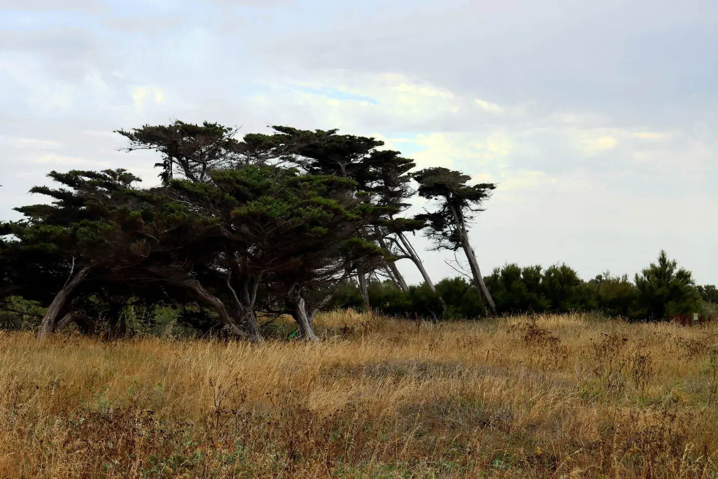 A row of wind-bent cypress trees leaning in one direction over a field of dry golden grass under a pale, cloudy sky.
