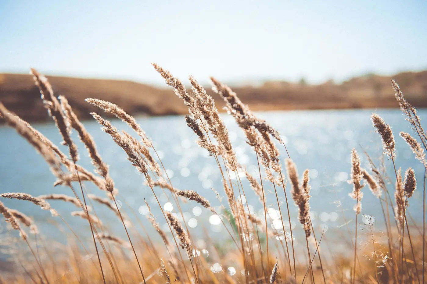 Tall golden grass backlit by the sun, with a sparkling lake and sandy far shore behind it.