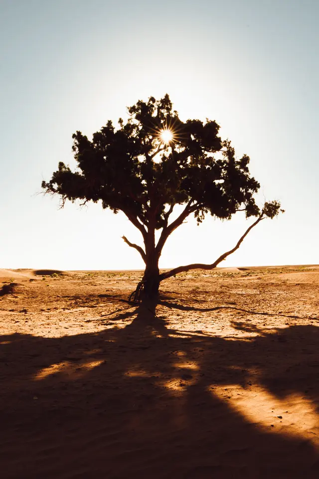 A solitary tree silhouetted in a desert at sunrise, sunlight breaking through its branches over bare sand.