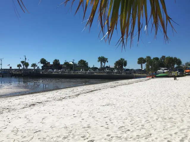 A palm frond hangs over a view of a sandy waterfront with docked kayaks and parked trucks along the shore.