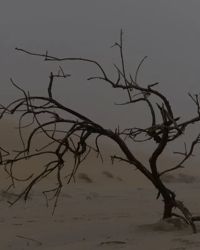 A bare, wind-twisted dead tree leaning over a foggy desert dune, its dark bark stark against a hazy grey sky.