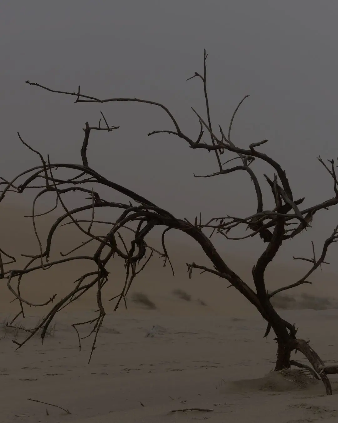 A bare, wind-twisted dead tree leaning over a foggy desert dune, its dark bark stark against a hazy grey sky.