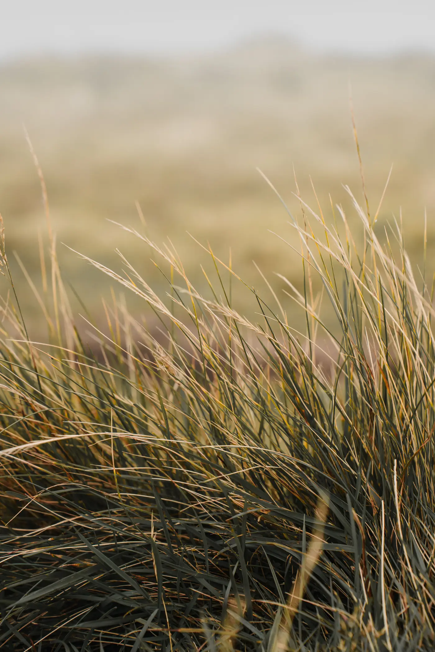 Windswept golden grass in a quiet field at dusk.