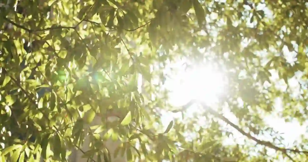 Sunlight passing through green leaves in a forest canopy