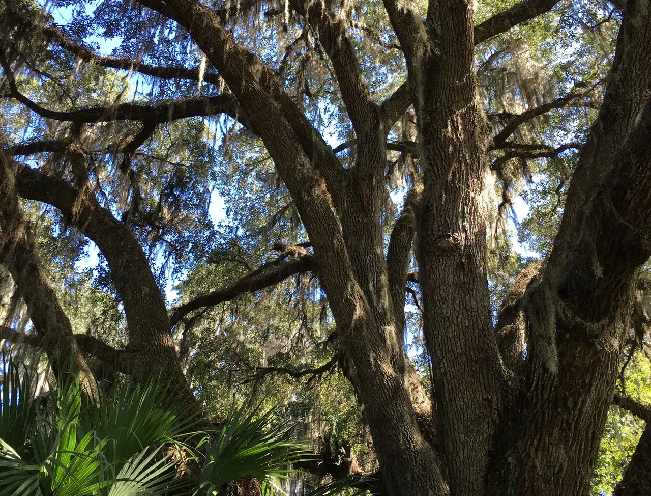 Live oaks draped in Spanish moss, sunlight falling through the canopy
